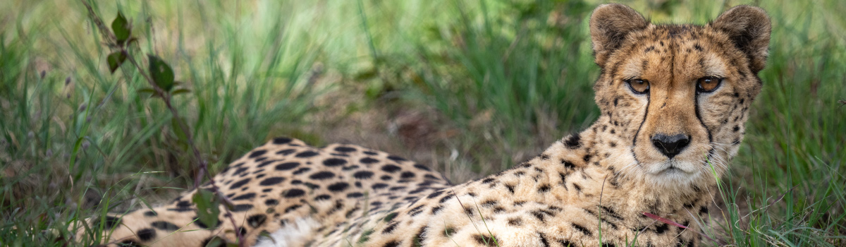 Header Image